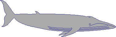 Bluewhalebig.gif (2132 bytes)